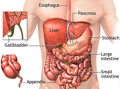 Causes of Abdominal Pain After Meal Causes of Abdominal Pain After Meal
